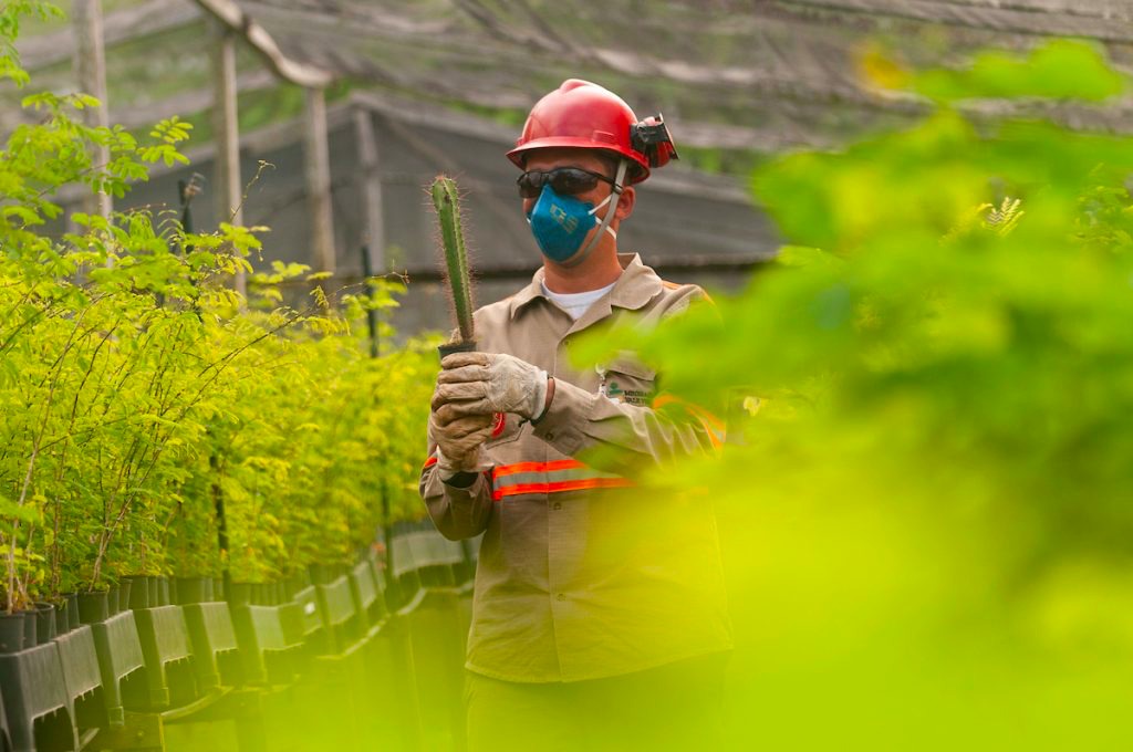 Centro de Educação Ambiental da MVV atinge 100 mil mudas nativas plantadas