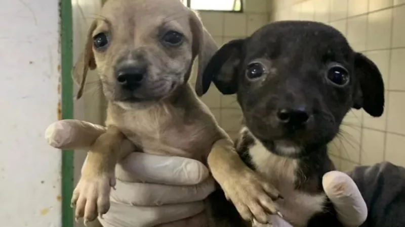 Prefeitura de Maceió abre edital para ajudar entidades e protetores de animais