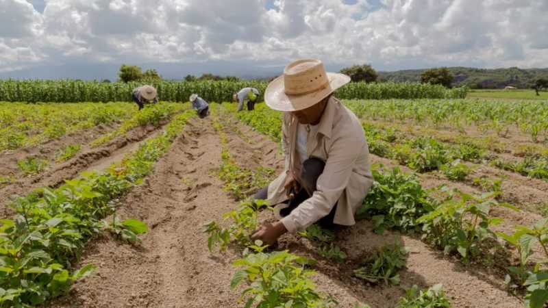 Comissão de Orçamento aprova R$ 1,2 bilhão para equalizar juros do Plano Safra