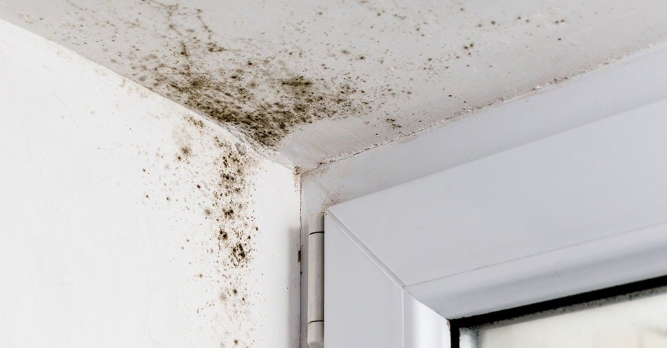 Além de causar danos nas residências, mofo pode prejudicar a saúde dos habitantes