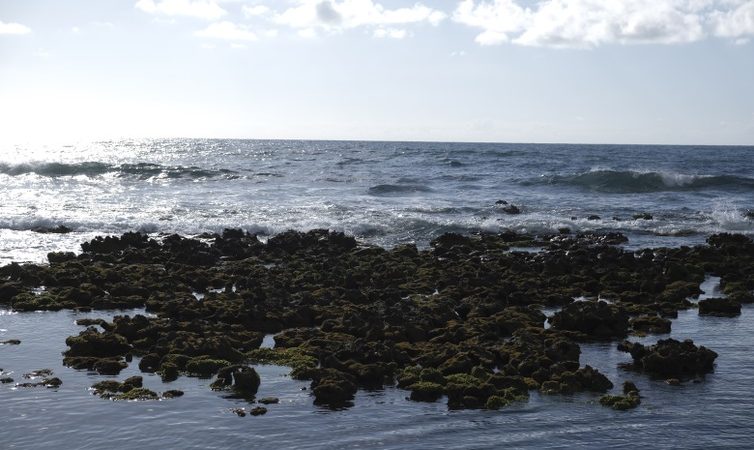 Corais podem evitar R$ 160 bilhões em danos ao litoral do Nordeste